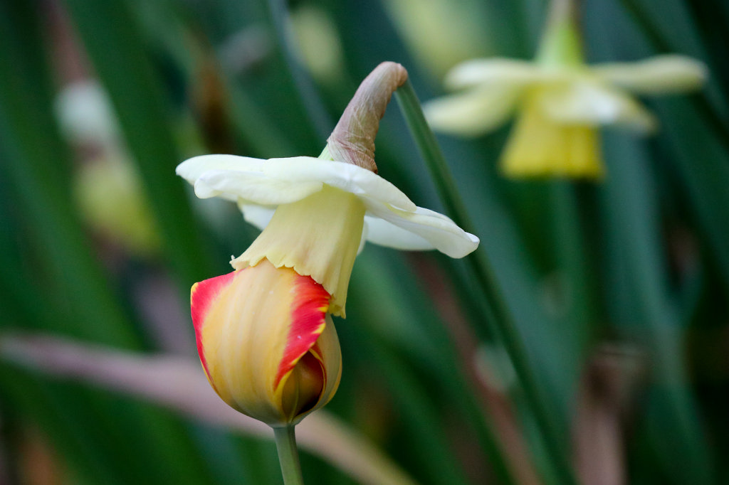 574A3058_c.jpg - The kiss