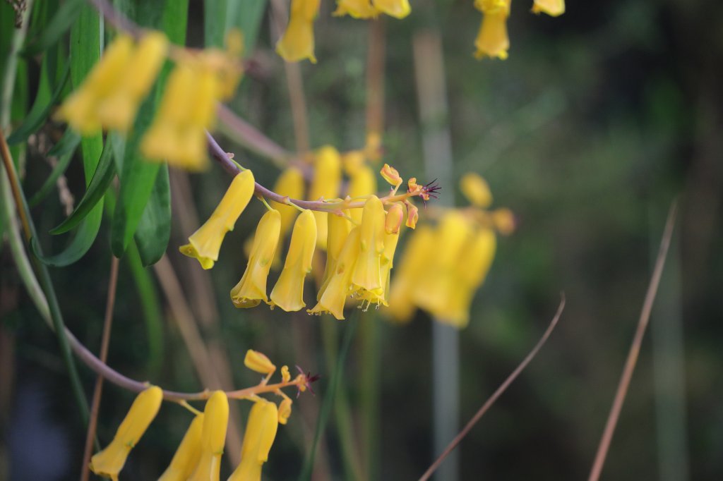 574A3092.JPG - Flower in the  Palmengarten  in  Frankfurt 