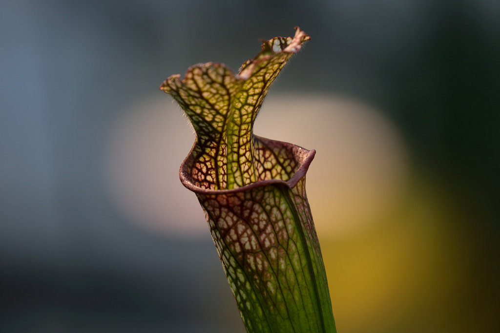 574A3094_c.jpg -  Sarracenia 