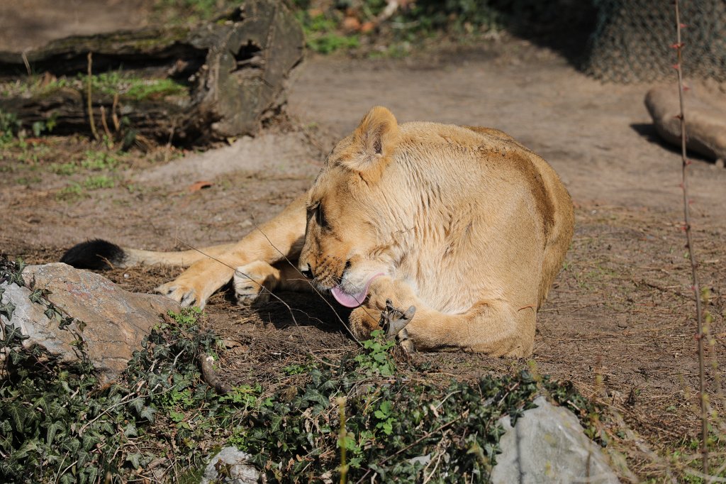 574A3167.JPG - Cleansing -  Lion  ( Löwe )