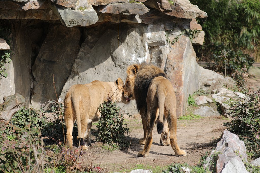 574A3183.JPG -  Lion  ( Löwe )