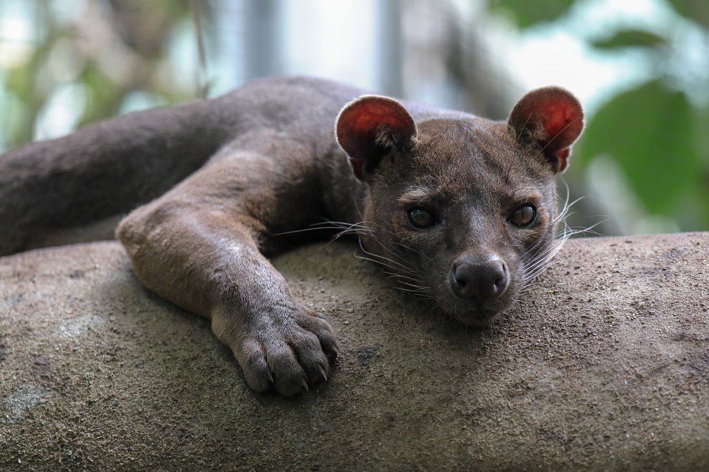 574A3214_c.jpg -  Fossa 