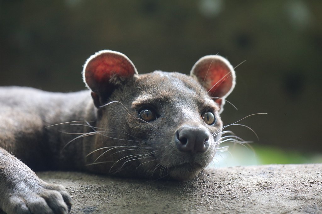 574A3218.JPG -  Fossa 