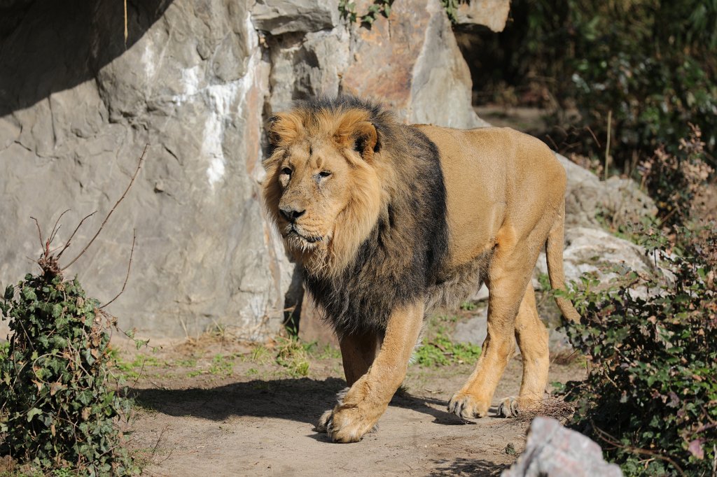 574A3230.JPG -  Lion  ( Löwe )