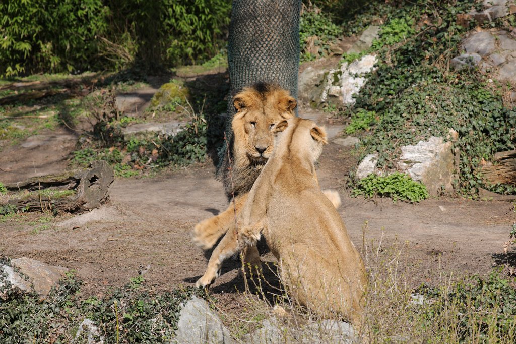 574A3239.JPG -  Lion  ( Löwe )