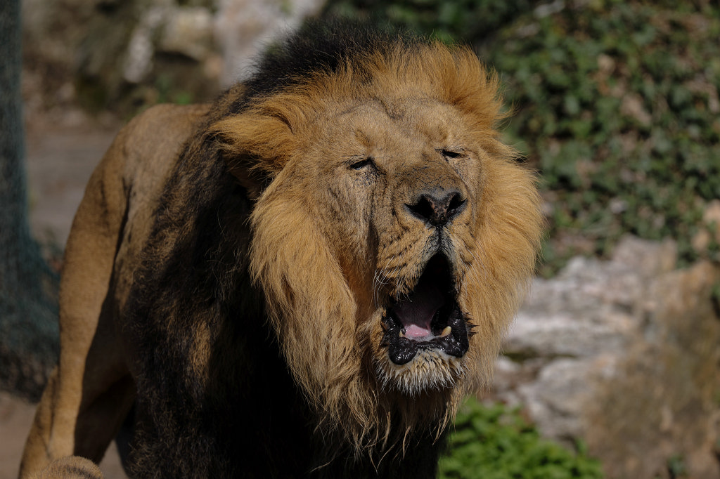 574A3247_c.jpg - Roar -  Lion  ( Löwe )