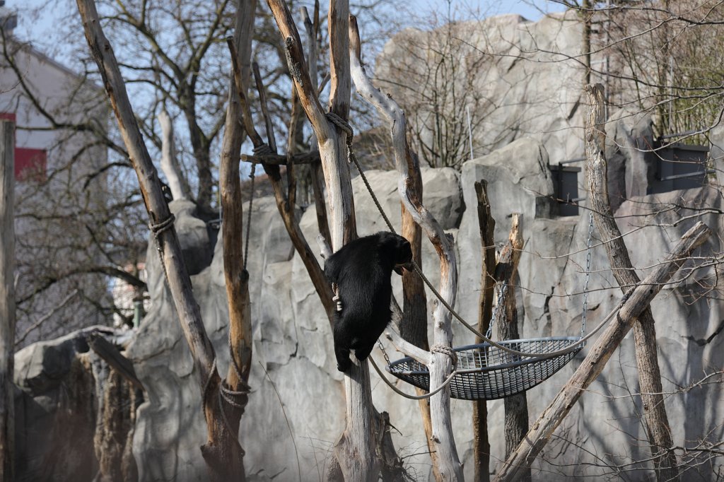 574A3262.JPG -  Spectacled bear  ( Brillenbär )