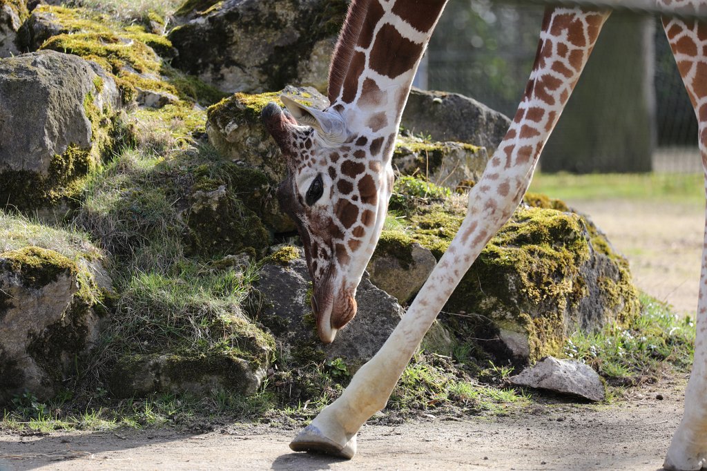 574A3325.JPG -  Reticulated giraffe  ( Netzgiraffe )