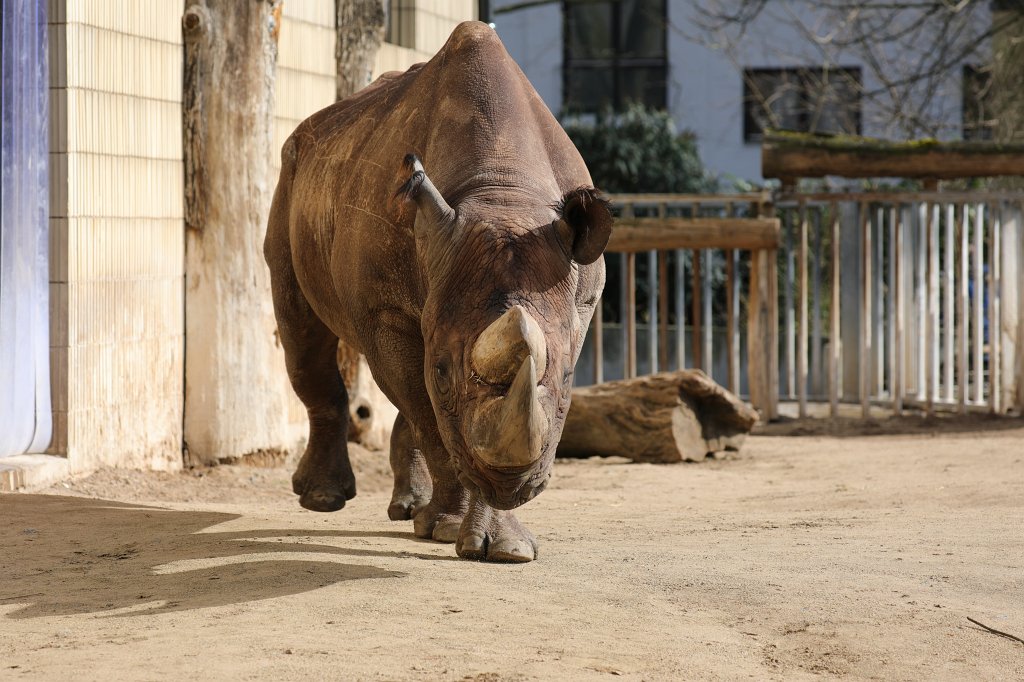 574A3334.JPG -  Black rhinoceros  ( Spitzmaulnashorn )