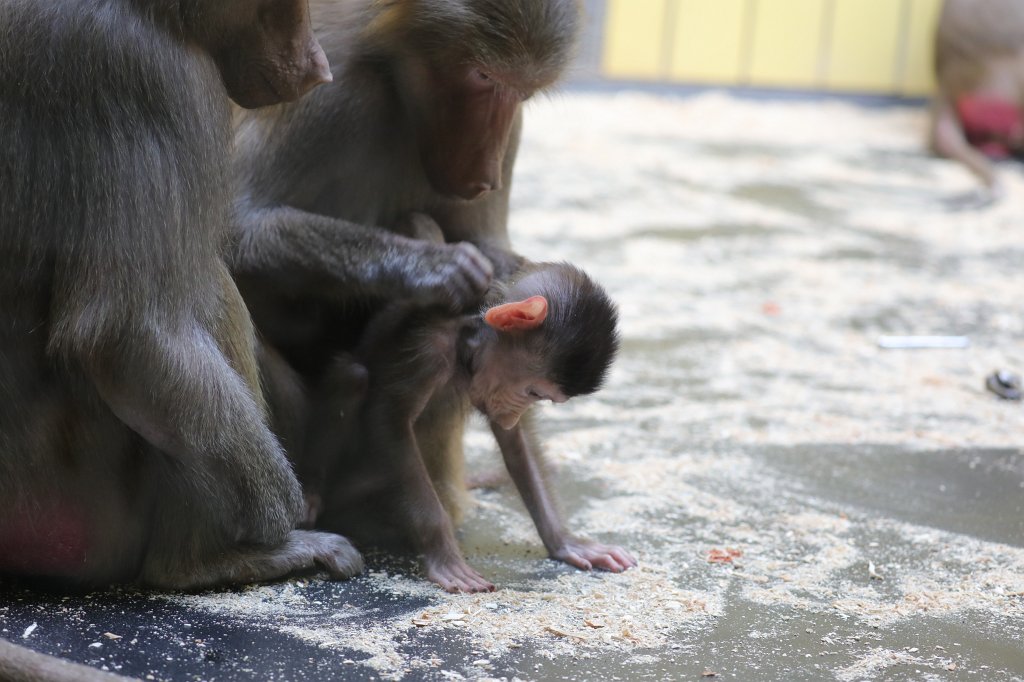 574A3359.JPG -  Baboon  ( Pavian )