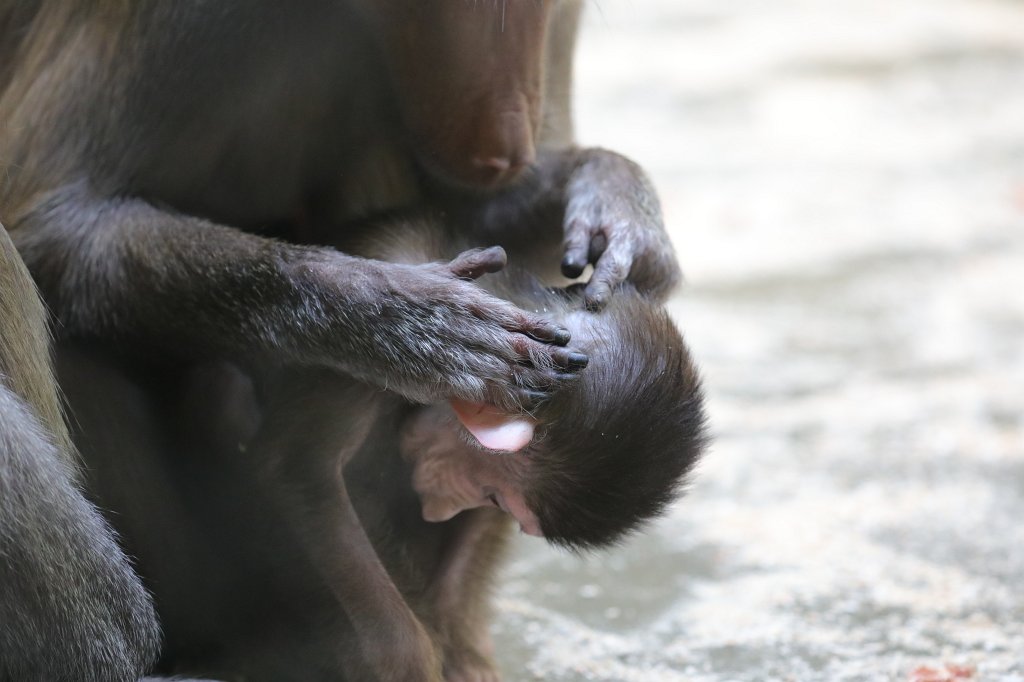 574A3361.JPG -  Baboon  ( Pavian )