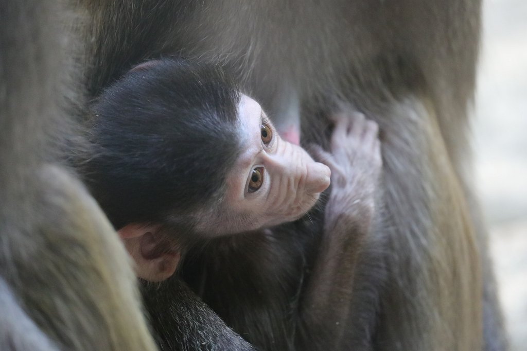 574A3366.JPG -  Baboon  ( Pavian )