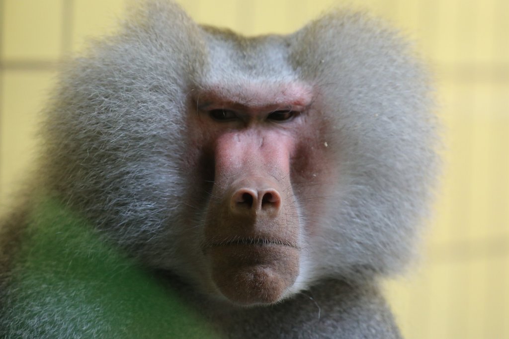 574A3369.JPG -  Baboon  ( Pavian )