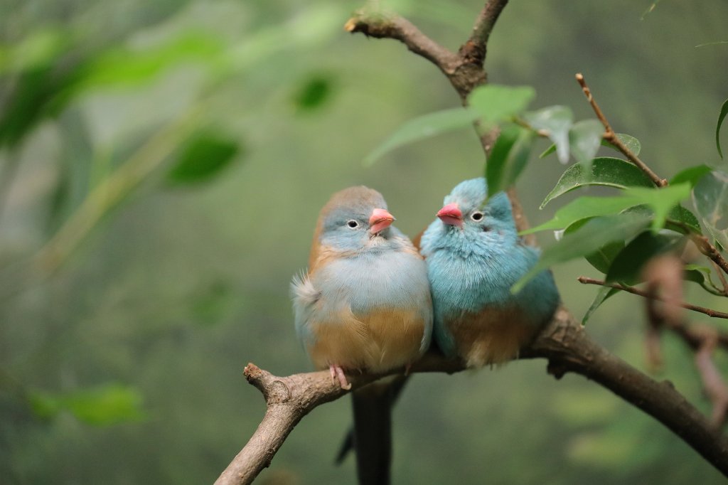 574A3396.JPG -  Blue-capped cordon-bleu  ( Blaukopf-Schmetterlingsfink )