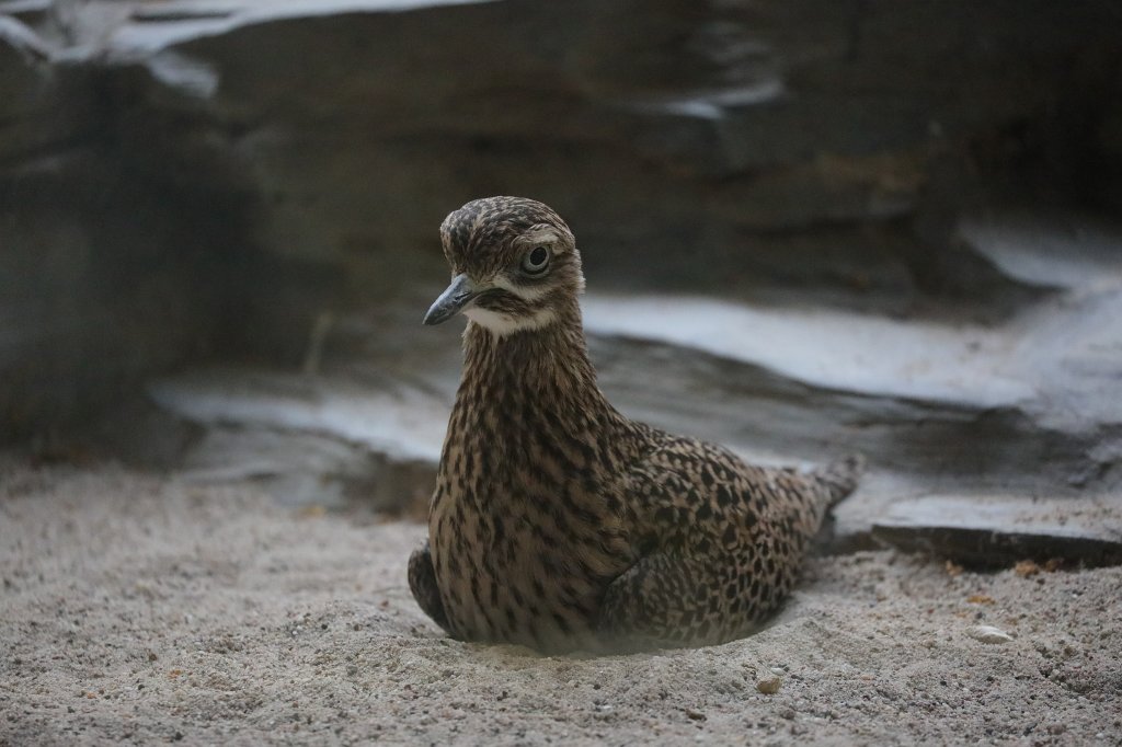 574A3425.JPG -  Spotted thick-knee  ( Kaptriel )