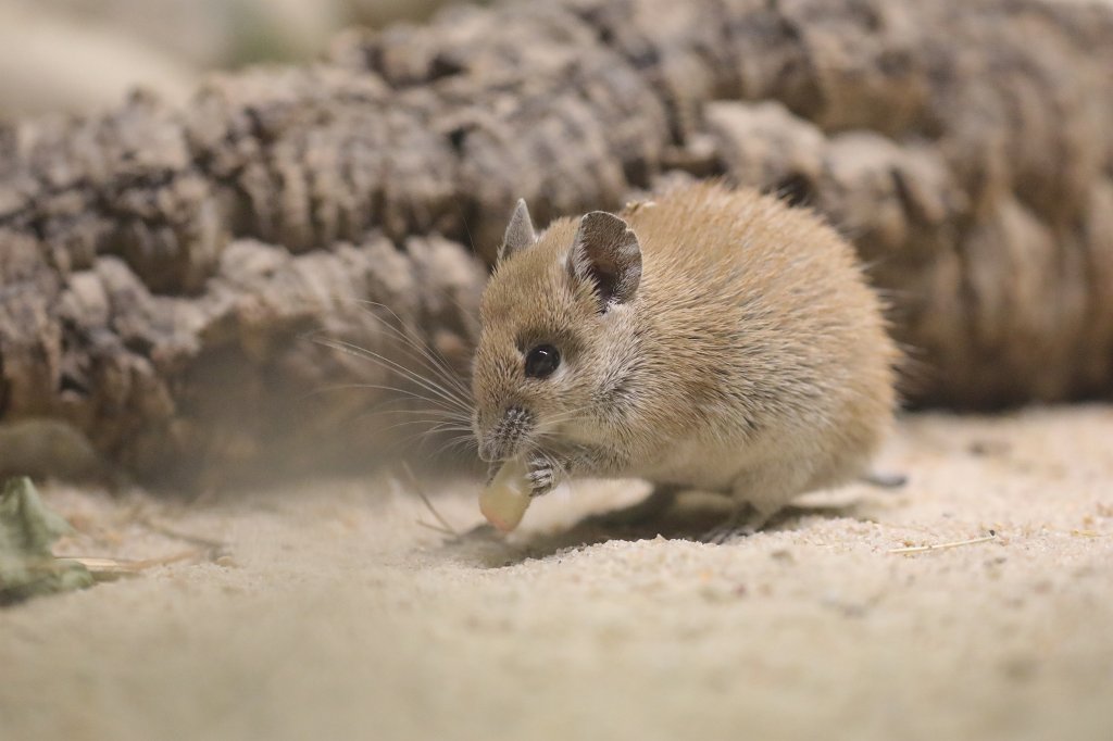 574A3449.JPG -  Golden spiny mouse  ( Gold-Stachelmaus )