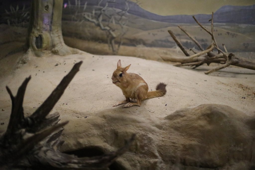 574A3468.JPG -  Springhare  ( Springhase )