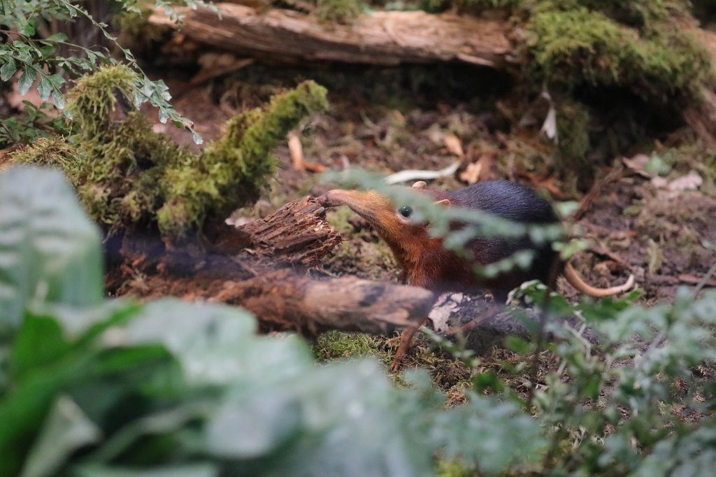 574A3500.JPG -  Black and rufous elephant shrew  ( Rotschulter-Rüsselhündchen )