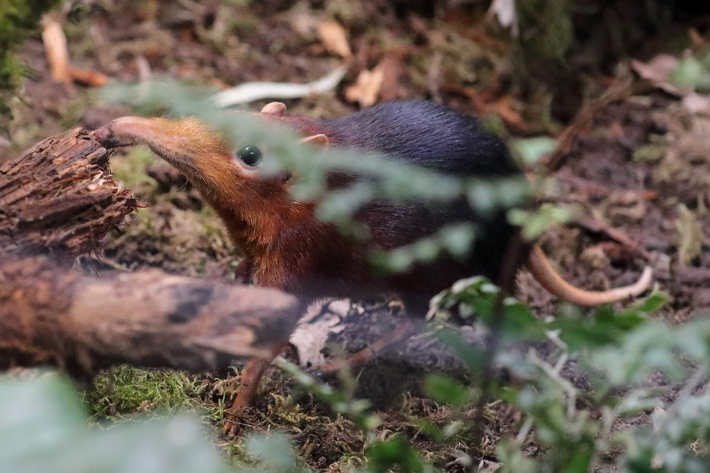 574A3500_c.jpg -  Black and rufous elephant shrew  ( Rotschulter-Rüsselhündchen )