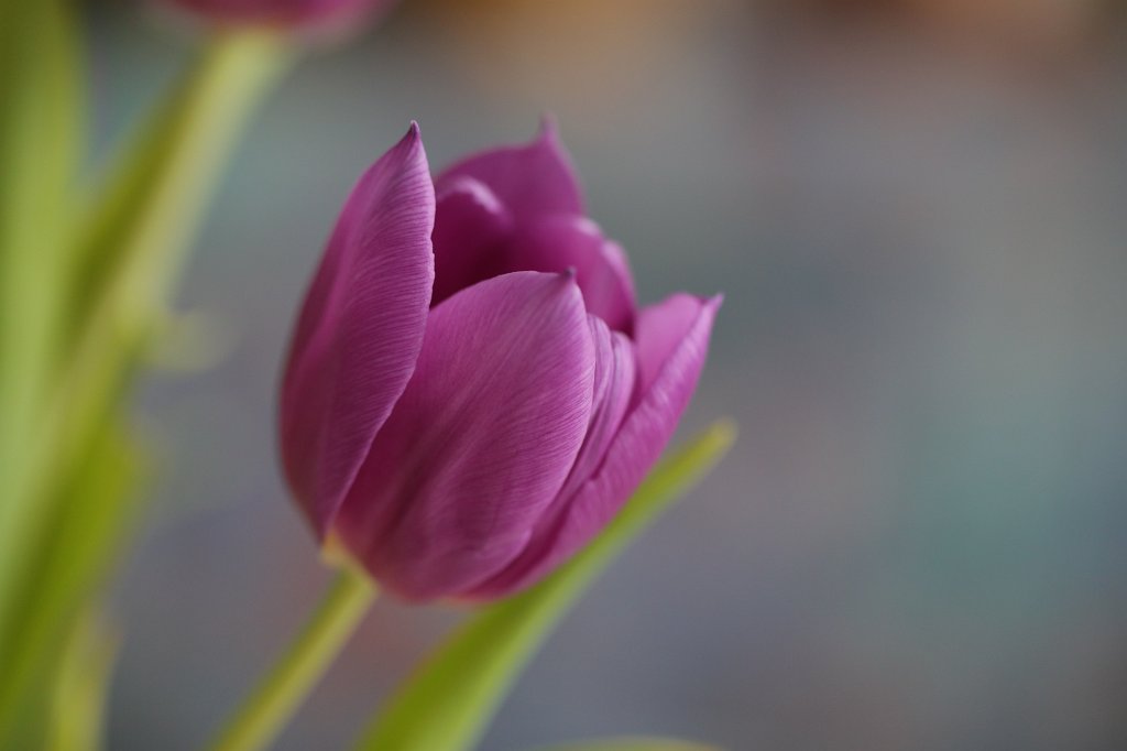 574A3739.JPG - Tulip