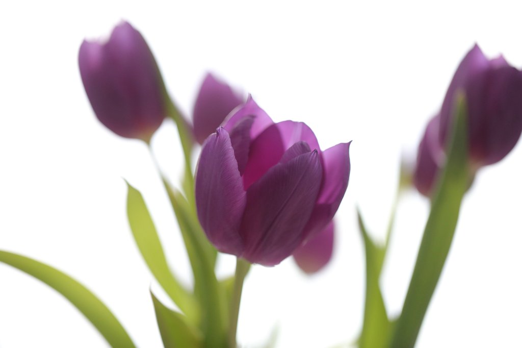 574A3741.JPG - Tulip