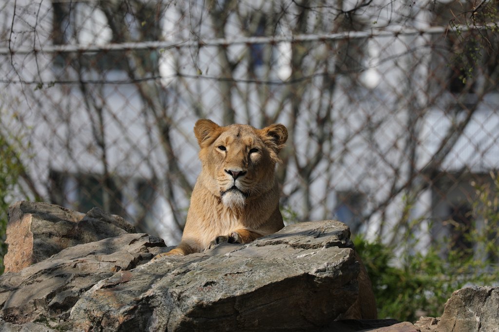 574A3782.JPG -  Lion  ( Löwe )