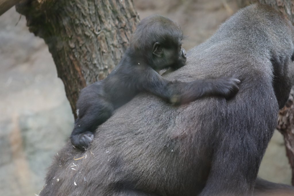 574A3828.JPG -  Gorilla 