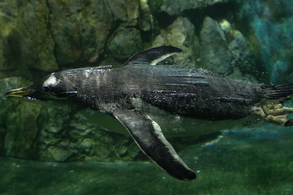 574A3873_c.jpg -  Gentoo penguin  ( Eselspinguin )