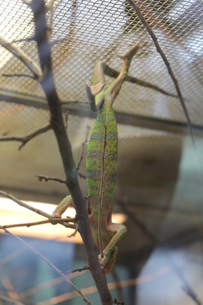 574A3905.JPG -  Chameleon  ( Chamäleon )