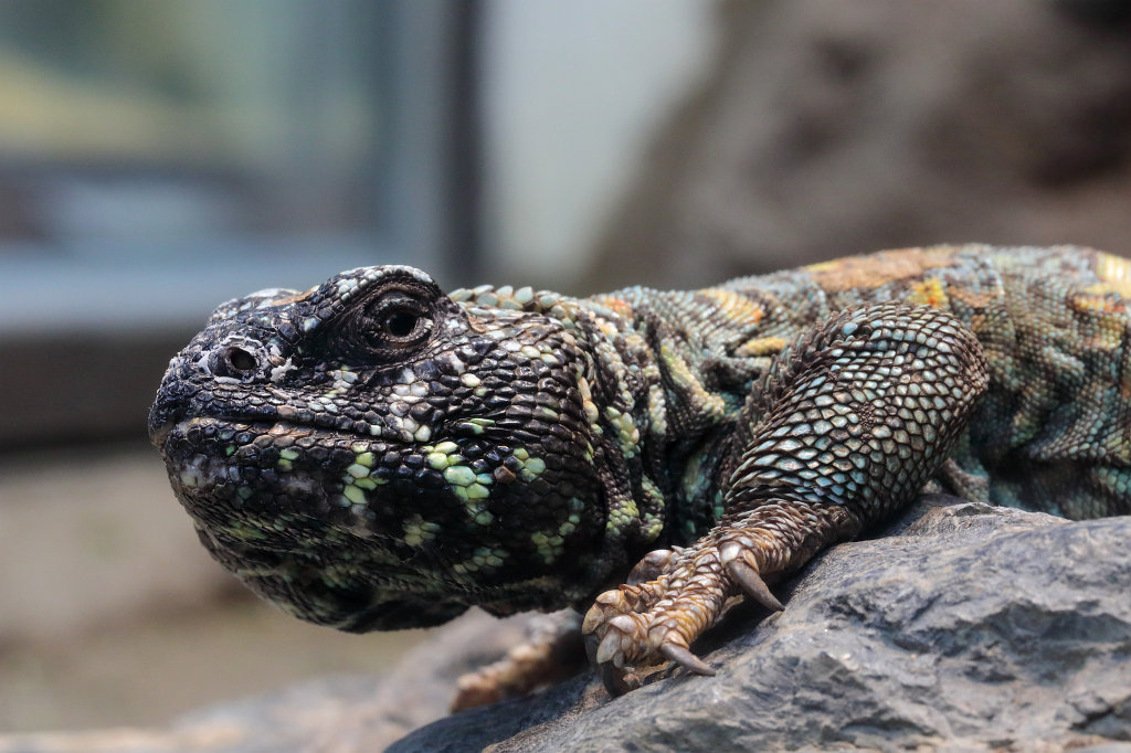 574A3932_c.jpg -  Uromastyx  ocellata ( Geschmückte Dornschwanzagame )