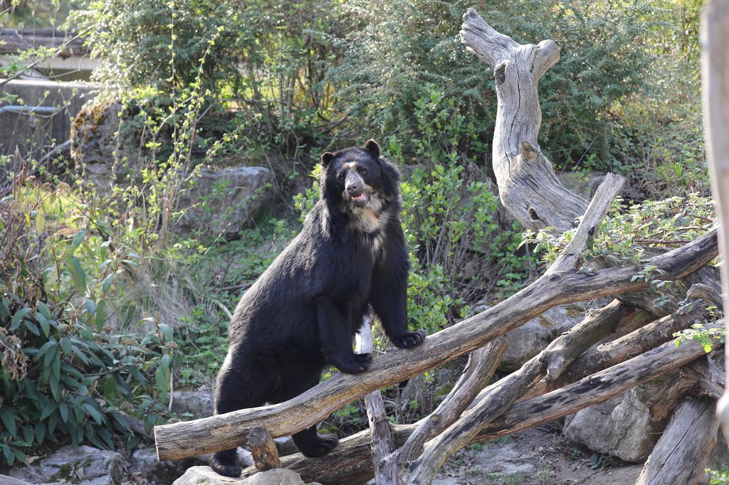 574A3965.JPG -  Spectacled bear  ( Brillenbär )
