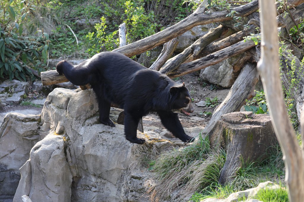 574A3973.JPG -  Spectacled bear  ( Brillenbär )