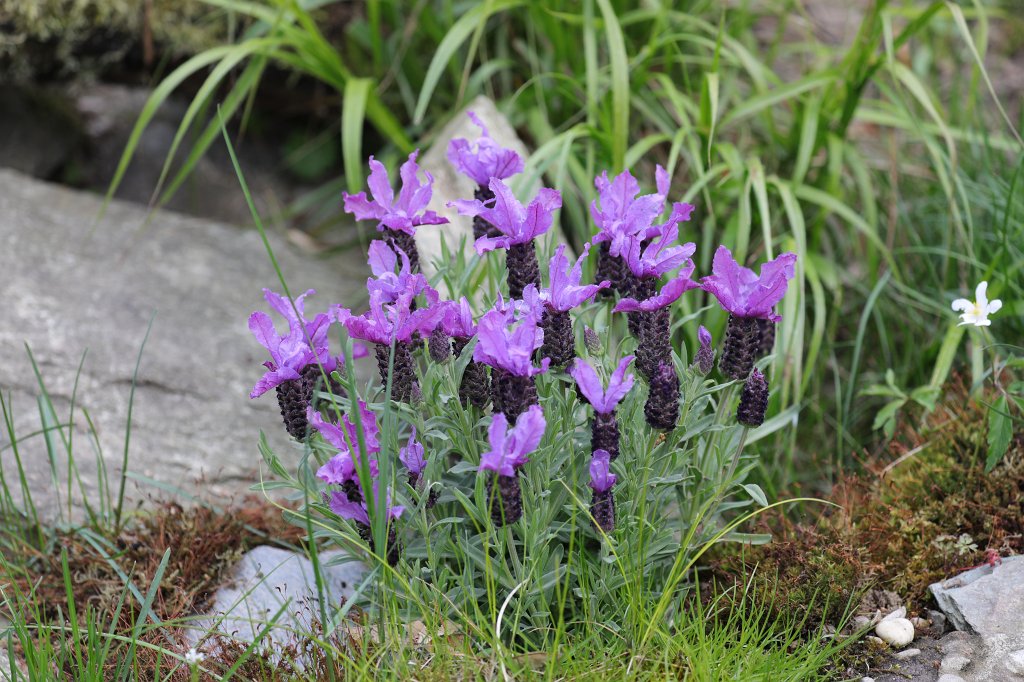 574A4237.JPG - Flower