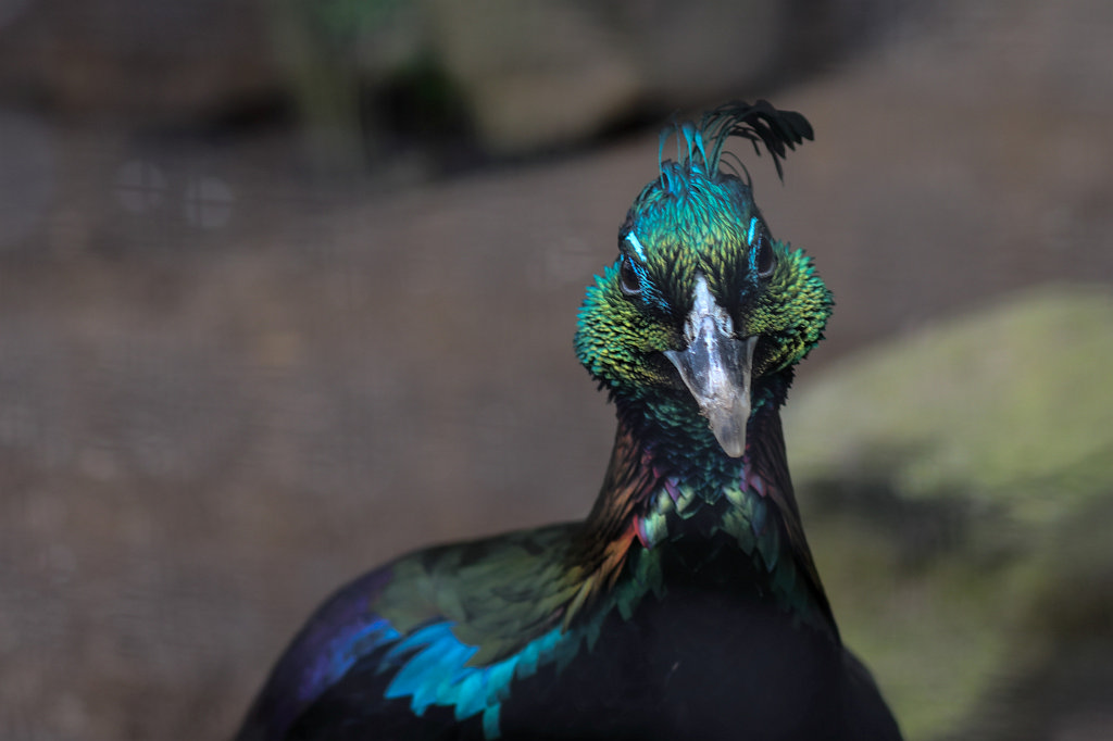 574A4251_c.jpg -  Himalayan monal  ( Himalaya-Glanzfasan )