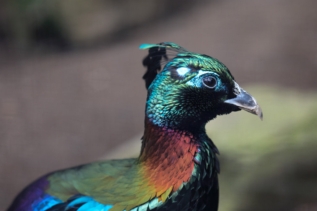 574A4252_c.jpg -  Himalayan monal  ( Himalaya-Glanzfasan )