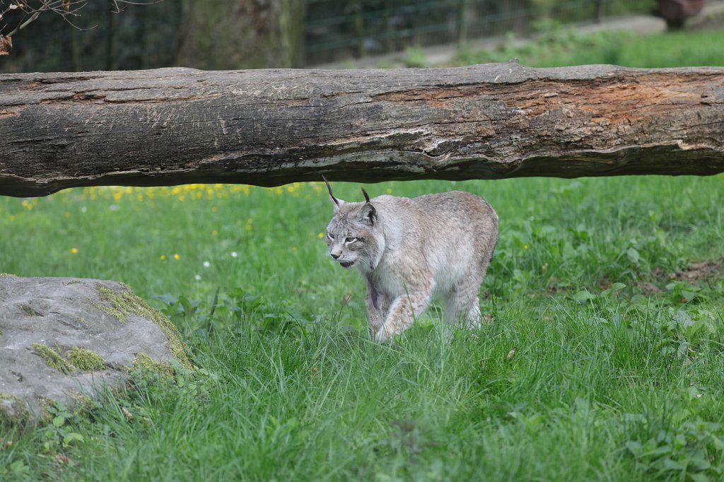574A4303.JPG -  Eurasian lynx  ( Eurasischer Luchs )