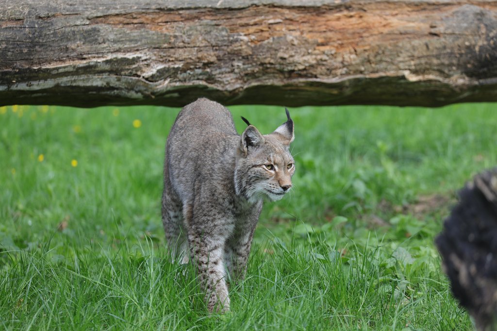 574A4320.JPG -  Eurasian lynx  ( Eurasischer Luchs )