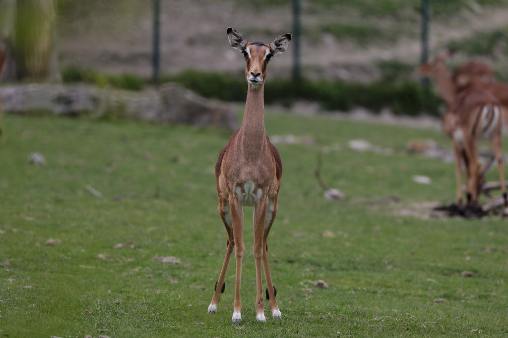 574A4389_c.jpg -  Impala  ( Impala  Antilope)