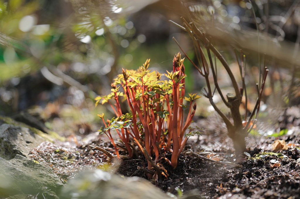 574A3567.JPG -  Lamprocapnos  ( Tränendes Herz )