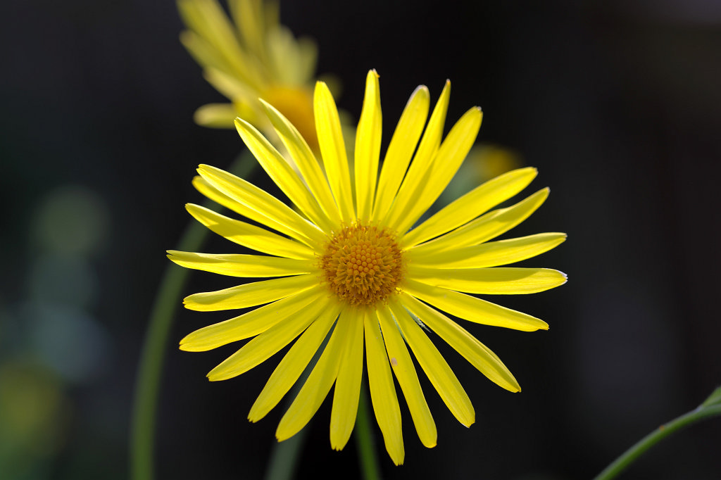 574A4061_c.jpg -  Doronicum  ( Gämswurz )