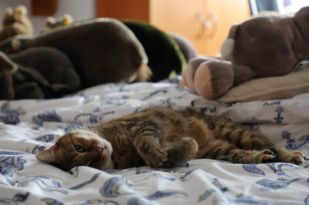 574A4067.JPG - Schlafen im Bett