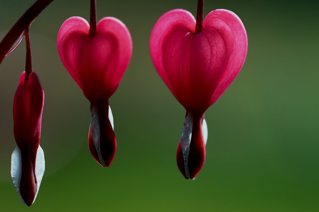 574A4086_c1.jpg -  Lamprocapnos  ( Tränendes Herz )