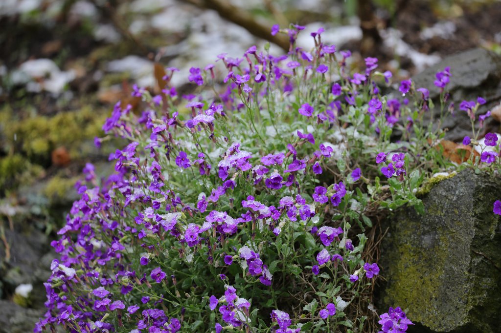 574A4447.JPG - Snow at Easter on  Aubrieta  (Schnee an Ostern auf  Blaukissen )
