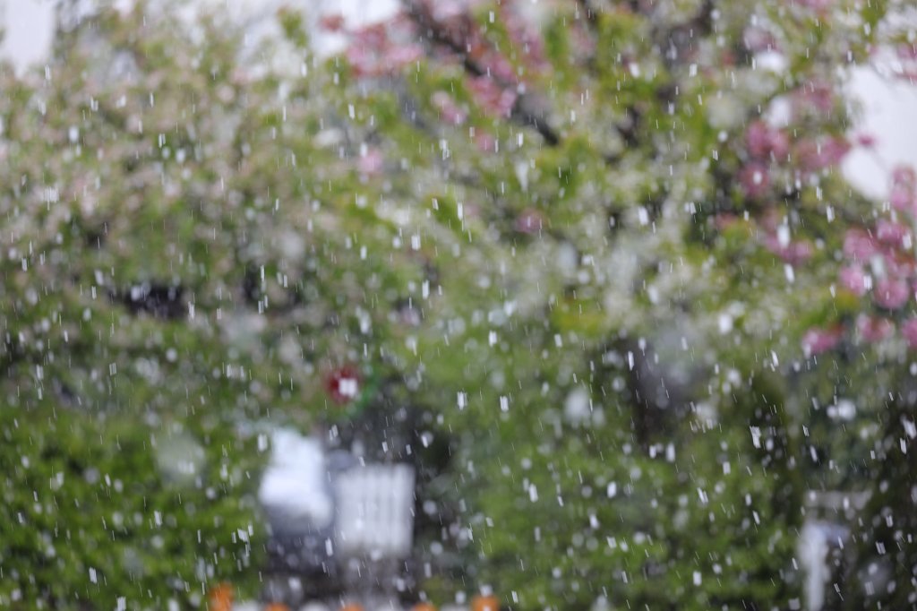 574A4460.JPG - Snow at Easter (Schnee an Ostern)