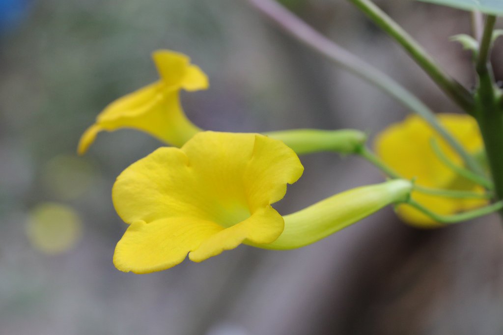 574A4493.JPG - Uncarina