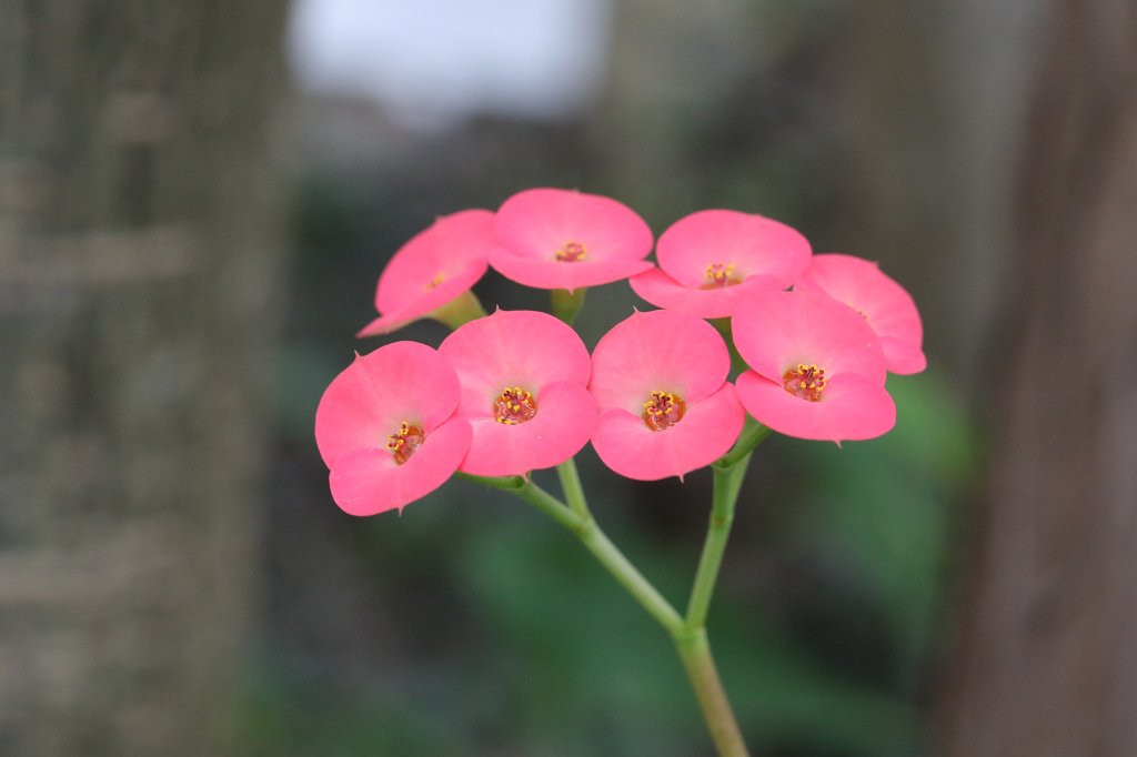 574A4495.JPG -  Euphorbia milii  ( Christusdorn )