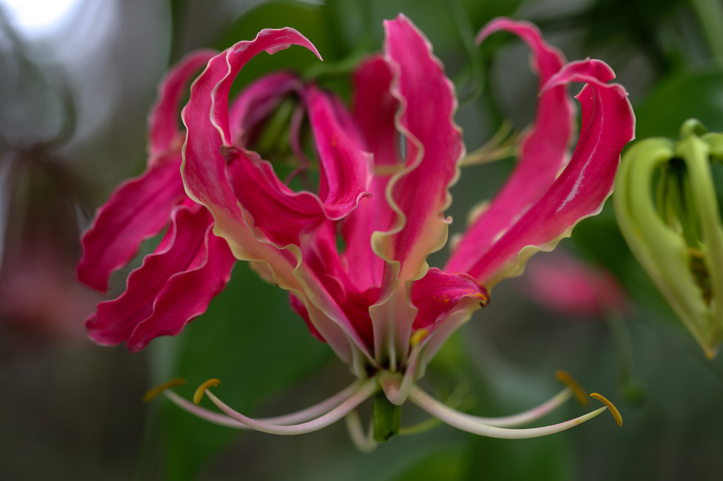 574A4501_c.jpg -  Gloriosa superba  ( Ruhmeskrone )
