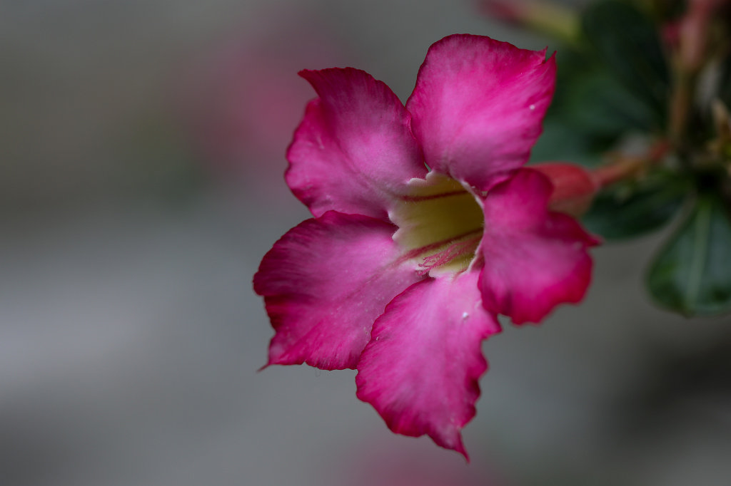 574A4508_c.jpg -  Adenium obesum  ( WÃ¼stenrose )