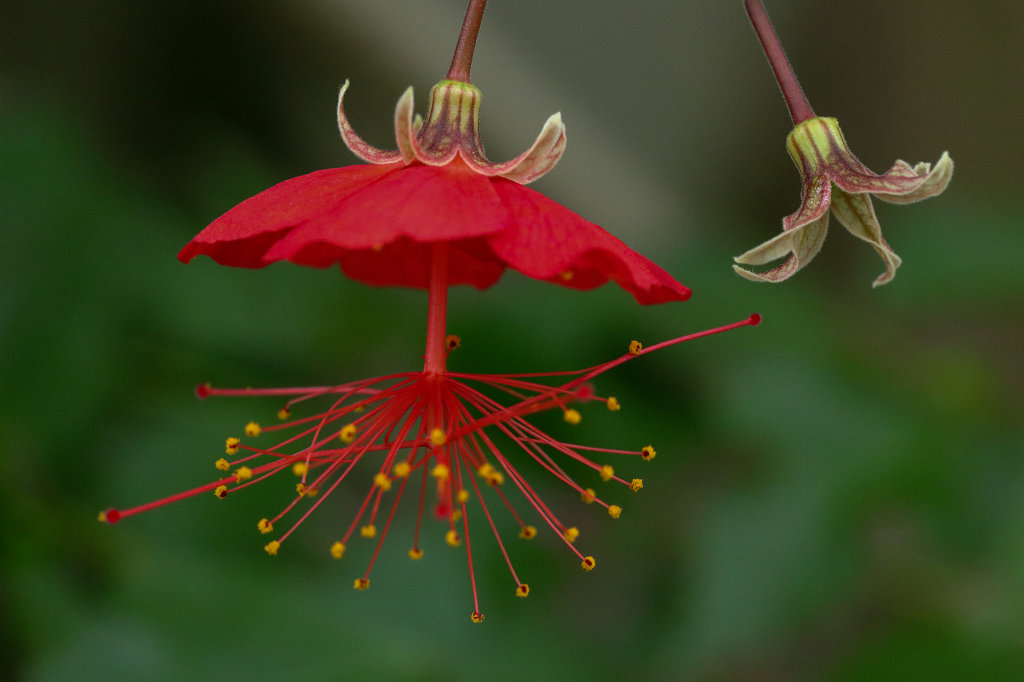 574A4522_c.jpg -  Hibiscus   grandidieri  Baill. (Red Chinese Lantern)