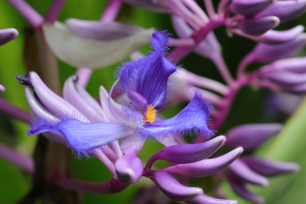 574A4575.JPG -  Cochliostema  odoratissimum (Schneckenfaden)